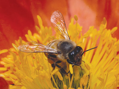6 Ways To Protect Backyard Bees Image